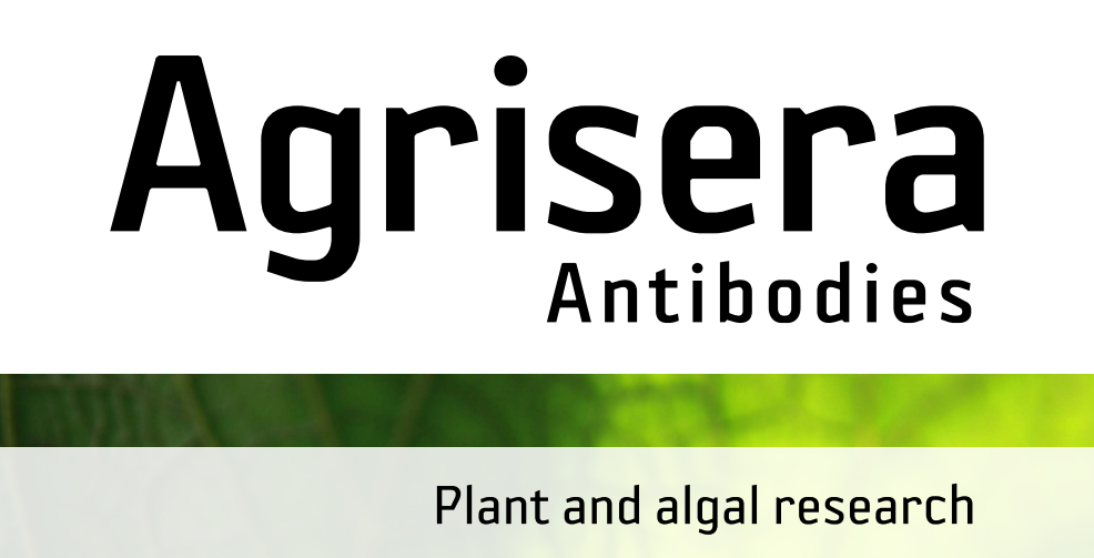 Agrisera MicroRNA相關(guān)研究植物蛋白抗體火熱促銷中！